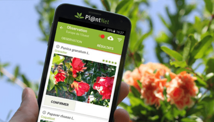 App per riconoscere le piante